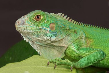Canlı yeşil bir iguananın büyüleyici bir profil görüntüsü. Detaylı pullarını ve keskin gözlerini yeşil yaprakların üzerine tünemiş halde gösteriyor..