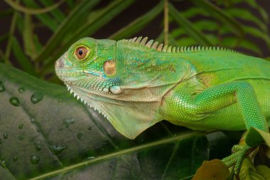 Görkemli yeşil bir iguana, büyük bir yaprağın üzerine tünemiş, parlak pulları ve koyu bir arkaplana karşı vurgulanmış güçlü duruşu ile profil içinde yakalanır..