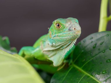 Canlı yeşil bir iguana doğrudan kameraya bakar. Detaylı pulları ve büyüleyici gözleri büyük yeşil bir yaprağın üzerindedir..
