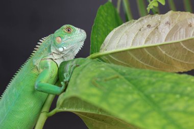 Görkemli yeşil bir iguana, büyük bir yaprağın üzerine tünemiş, parlak pulları ve koyu bir arkaplana karşı vurgulanmış güçlü duruşu ile profil içinde yakalanır..