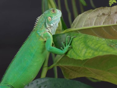 Görkemli yeşil bir iguana, büyük bir yaprağın üzerine tünemiş, parlak pulları ve koyu bir arkaplana karşı vurgulanmış güçlü duruşu ile profil içinde yakalanır..