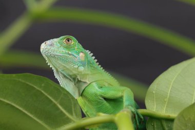 Görkemli yeşil bir iguana, büyük bir yaprağın üzerine tünemiş, parlak pulları ve koyu bir arkaplana karşı vurgulanmış güçlü duruşu ile profil içinde yakalanır..