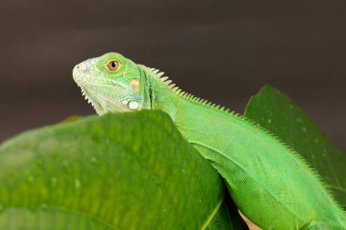 Görkemli yeşil bir iguana, büyük bir yaprağın üzerine tünemiş, parlak pulları ve koyu bir arkaplana karşı vurgulanmış güçlü duruşu ile profil içinde yakalanır..
