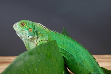 Görkemli yeşil bir iguana, büyük bir yaprağın üzerine tünemiş, parlak pulları ve koyu bir arkaplana karşı vurgulanmış güçlü duruşu ile profil içinde yakalanır..