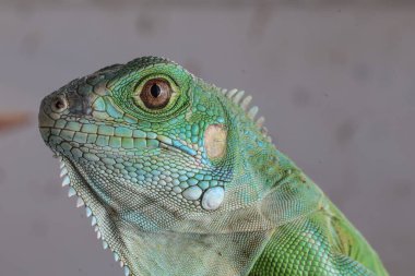 Baş yeşili bir iguananın çarpıcı yakın plan portresi. Karmaşık pullarını, sivri ibiğini ve koyu bir arkaplanı delip geçen gözünü sergiliyor..