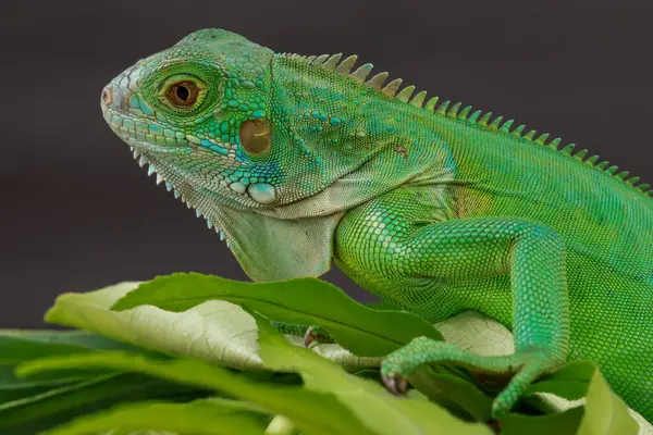 Görkemli yeşil bir iguana, büyük bir yaprağın üzerine tünemiş, parlak pulları ve koyu bir arkaplana karşı vurgulanmış güçlü duruşu ile profil içinde yakalanır..