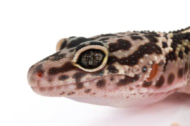 Bir leopar kertenkelenin yüzüne aşırı yakın çekim. Karmaşık benekli derisini, belirgin göz şekillerini ve nazik ifadesini vurguluyor..