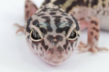 Bir leopar kertenkelenin yüzüne aşırı yakın çekim. Karmaşık benekli derisini, belirgin göz şekillerini ve nazik ifadesini vurguluyor..