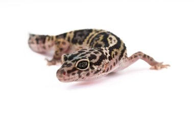 Beyaz bir arka planda leopar kertenkelesinin büyüleyici bir profil görüntüsü, belirgin benekli, çizgili desenlerini ve dikkatli bakışlarını gözler önüne seriyor..