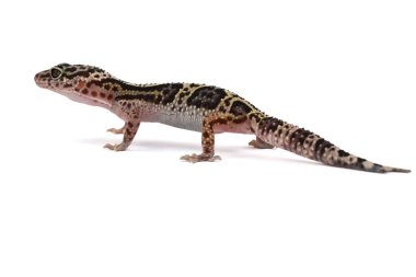 Beyaz bir arka planda leopar kertenkelesinin büyüleyici bir profil görüntüsü, belirgin benekli, çizgili desenlerini ve dikkatli bakışlarını gözler önüne seriyor..