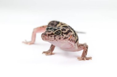 Beyaz bir arka planda leopar kertenkelesinin büyüleyici bir profil görüntüsü, belirgin benekli, çizgili desenlerini ve dikkatli bakışlarını gözler önüne seriyor..