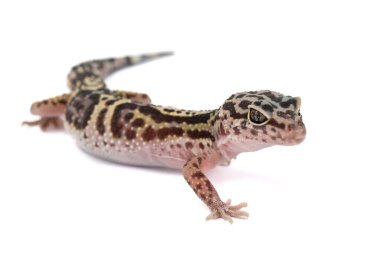 Beyaz bir arka planda leopar kertenkelesinin büyüleyici bir profil görüntüsü, belirgin benekli, çizgili desenlerini ve dikkatli bakışlarını gözler önüne seriyor..