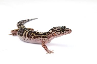 Beyaz bir arka planda leopar kertenkelesinin büyüleyici bir profil görüntüsü, belirgin benekli, çizgili desenlerini ve dikkatli bakışlarını gözler önüne seriyor..