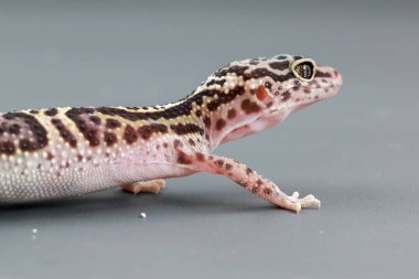 Bir leopar kertenkelesi bir profil çekiminde, yumuşak gri arkaplana karşı eşsiz benekli ve çizgili desenlerini vurgular..