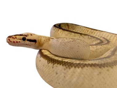 Genç, zarif bir piton. Açık renkli bir vücudu ve açık kahverengi çizgili deseni var. Temiz beyaz bir arkaplana sarılmış..