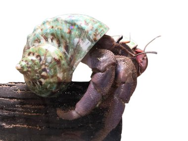 Büyüleyici bir keşiş yengeci. Yanardöner yeşil ve mor kabuğundan dışarı süzülüyor. Koyu bir tahta parçasının üzerinde..