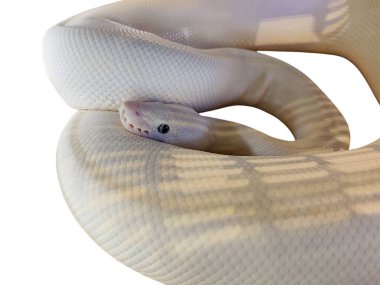 Beyaz pulları ve soluk desenleri olan, saf beyaz arkaplana sarılmış çarpıcı bir albino piton..