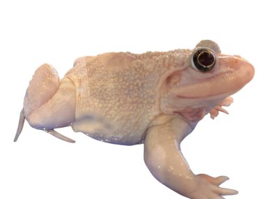 Asyalı bir boğa lökosistin (Hoplobatrachus rugulosus) yakın çekimi, buruşuk deri ve belirgin koyu gözler, beyaz bir arka planda izole edilmiş..