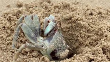 Sahilin kumu kazan küçük bir yengecin doğal kamuflajını ön plana çıkaran yakın plan görüntüsü..