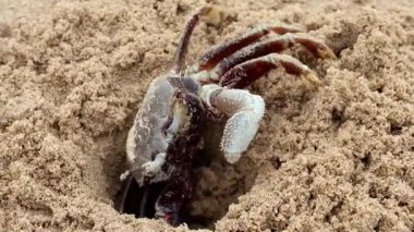 Sahilin kumu kazan küçük bir yengecin doğal kamuflajını ön plana çıkaran yakın plan görüntüsü..