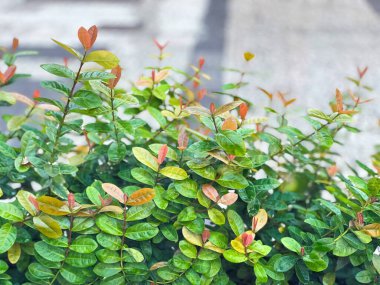Bitkilerin canlı yaşam döngüsünü sembolize ederek, çeşitli yeşil yapraklar ayrıntılı olarak yakalanan büyümenin çeşitli aşamaları.