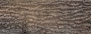 Ağaç gövdesi dokusunun yüksek çözünürlüklü görüntüsü ve detaylı kabuk desenleri, çevre veya eğitim projeleri için uygundur.