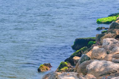 Dalgalı yeşil yosunlu kayalık bir kıyı şeridi, denizin sakin mavi sularına karşı kurulmuş..