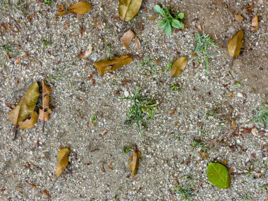 Yaprak ve çakıl taşlarının yer aldığı organik zemin dokusu, doğal ve çevresel dokuların tasviri için idealdir..