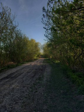 Ormanda ilkbahar