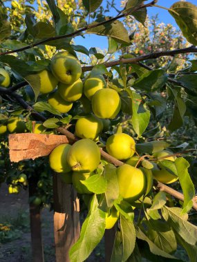 Bahçedeki bir dalda olgun elmalar