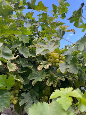 Sarmaşıkta olgun üzümler. Bir yeşillik tomurcuğu,.