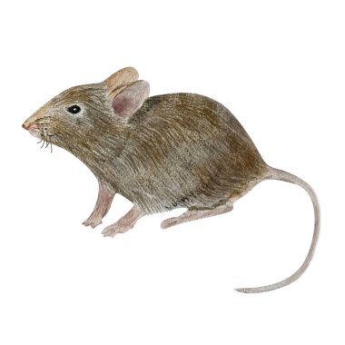 Watercolor illustration of a small mouse. Isolated. Cute design make it perfect for childrens books, packaging, decor, design clipart