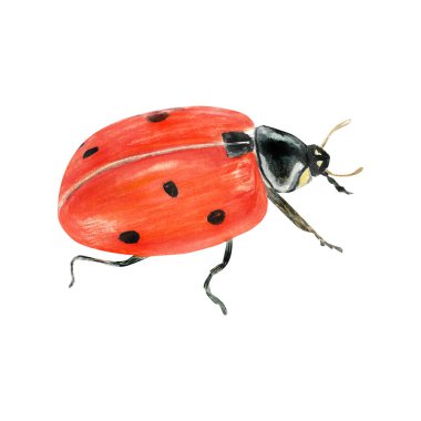 Slady böceğinin suluboya çizimi. İzole edilmiş. Şirin tasarım onu çocuk kitapları, ambalajı, dekorasyonu ve tasarımı için mükemmel hale getiriyor.