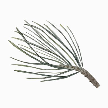 Noel süslemeleri için ladin ya da çam dalı 2025 yılının yeni yıl tasarımı, tatil baskısı, kartpostalları için izole edilmiş suluboya çizimi. Yüksek kaliteli el çizimi