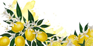 Limon, narenciye dalları, yeşil yapraklar ve beyaz izole arka planda çiçeklerle birlikte limon, el yapımı suluboya çerçeve. Logo, simge, davet kartları veya tasarım projeleri için mükemmel