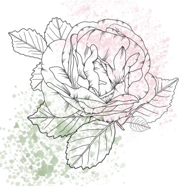 Detaylı el yapımı çizgileri ve suluboya sıçrama arkaplanı olan klasik bir gül çiçeği. Klasik eskiz tarzı. Pastel pembe ve yeşil suluboya. Davetiyeler, dövme, romantik dekor için.