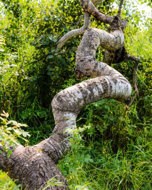 Eğri Çalı Fenomeni, Eğri Ağaçlar olarak da bilinir, Alticane yakınlarında, Saskatchewan 16 Ağustos 2024 'te kaçırıldı.