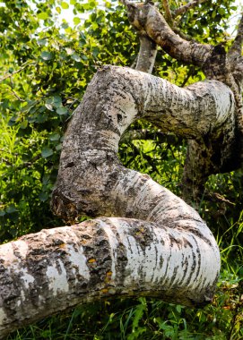 Eğri Çalı Fenomeni, Eğri Ağaçlar olarak da bilinir, Alticane yakınlarında, Saskatchewan 16 Ağustos 2024 'te kaçırıldı.