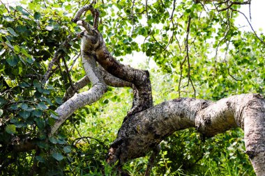 Eğri Çalı Fenomeni, Eğri Ağaçlar olarak da bilinir, Alticane yakınlarında, Saskatchewan 16 Ağustos 2024 'te kaçırıldı.