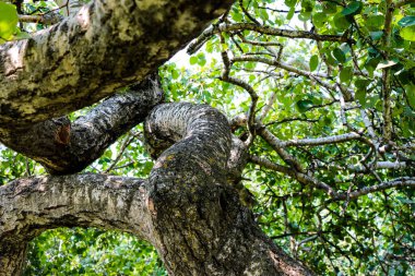 Eğri Çalı Fenomeni, Eğri Ağaçlar olarak da bilinir, Alticane yakınlarında, Saskatchewan 16 Ağustos 2024 'te kaçırıldı.