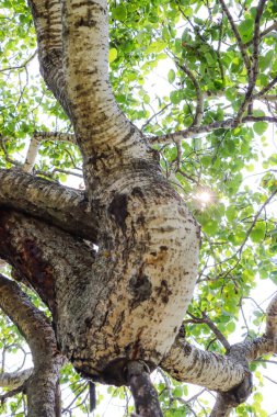 Eğri Çalı Fenomeni, Eğri Ağaçlar olarak da bilinir, Alticane yakınlarında, Saskatchewan 16 Ağustos 2024 'te kaçırıldı.