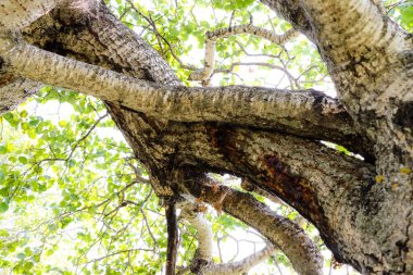 Eğri Çalı Fenomeni, Eğri Ağaçlar olarak da bilinir, Alticane yakınlarında, Saskatchewan 16 Ağustos 2024 'te kaçırıldı.