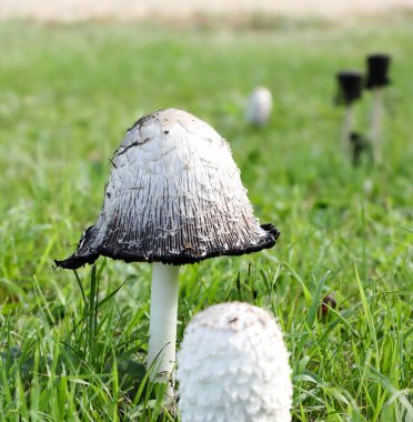 Shaggy Mane Mantarı, 16 Eylül 2024 'te Wakaw Gölü yakınlarında Coprinus koması olarak da bilinir.