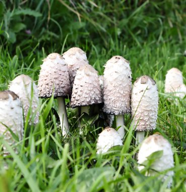 Shaggy Mane Mantarı, 16 Eylül 2024 'te Wakaw Gölü yakınlarında Coprinus koması olarak da bilinir.