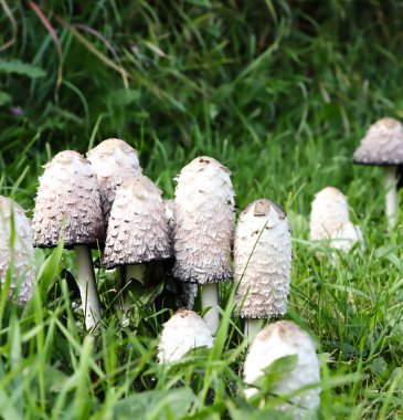 Shaggy Mane Mantarı, 16 Eylül 2024 'te Wakaw Gölü yakınlarında Coprinus koması olarak da bilinir.