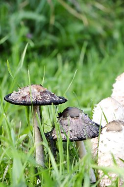 Shaggy Mane Fungi Also Known As Coprinus  comatus Near Wakaw Lake, Saskatchewan On September 16, 2024 clipart