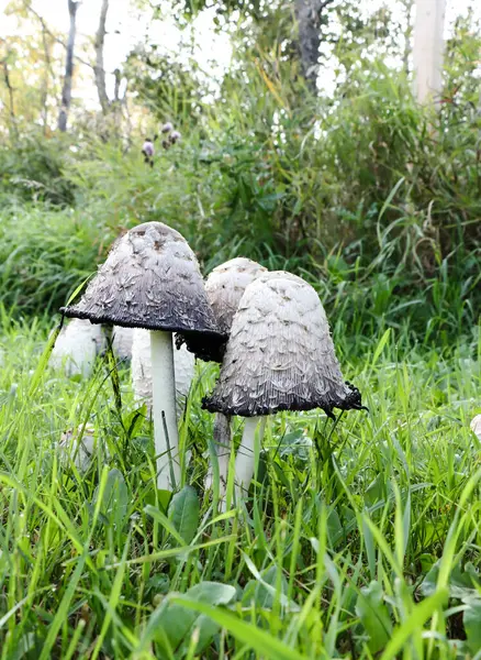 stock image Shaggy Mane Fungi Also Known As Coprinus  comatus Near Wakaw Lake, Saskatchewan On September 16, 2024