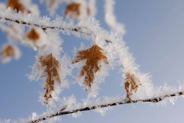 Rime Frost Saskatchewan 'da son derece soğuk bir kış gününde yapraklara tutunuyor.