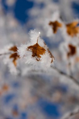 Rime Frost Saskatchewan 'da son derece soğuk bir kış gününde yapraklara tutunuyor.