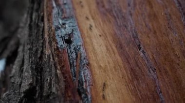 Ta ki Macro siyah karıncaları vurana kadar Tapinoma oturumu Puebla bir ağaç gövdesine Prosopis Velutina Tree Mexico ile tırmandı.